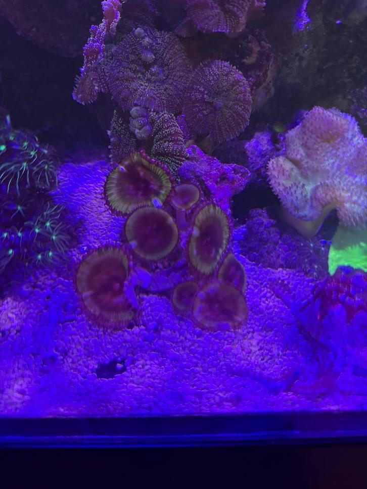 Palythoa Grandis. 6+ poliepen, Dieren en Toebehoren, Vissen | Aquariumvissen, Zoutwatervis, Overige typen