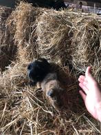 Cavia cavia’s, Dieren en Toebehoren, Meerdere dieren, Cavia