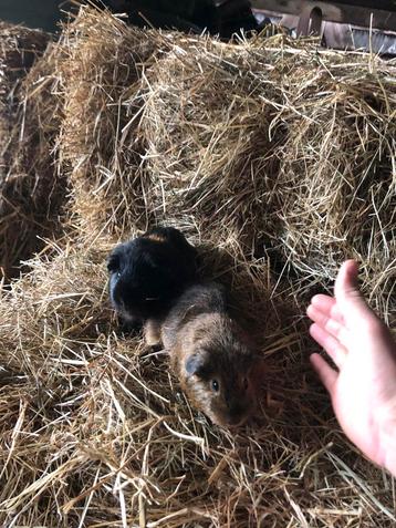 Cavia cavia’s beschikbaar voor biedingen