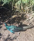 Fazanten te koop., Dieren en Toebehoren, Pluimvee, Meerdere dieren, Overige soorten