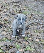 Cane Corso puppies klaar om te vertrekken, Dieren en Toebehoren, Honden | Bulldogs, Pinschers en Molossers, België, Particulier
