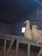 Kip leghen leghorn, Dieren en Toebehoren, Ophalen of Verzenden, Nieuw, Overige typen