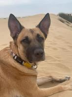 Shepherd adoptie, Dieren en Toebehoren, Particulier, Reu, Buitenland, Eén hond