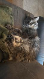 mooie dek kater niet te koop, Dieren en Toebehoren, Katten en Kittens | Overige Katten, Kater