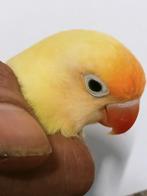 Prachtig koppel agapornis fisheri crème split INO met dna, Meerdere dieren, Dwergpapegaai of Agapornis, Geringd
