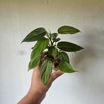Philodendron Fuzzy petiole stekken, Ophalen of Verzenden, Minder dan 100 cm