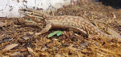 Stekelstaartvaraan vrouw (Varanus acanthurus), Dieren en Toebehoren, Reptielen en Amfibieën, Hagedis