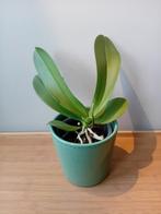 Orchidee kamerplant 30cm incl pot, Huis en Inrichting, Kamerplanten, Ophalen, Overige soorten, Halfschaduw, In pot