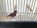 Kobalt rode kanaries, Dieren en Toebehoren, Vogels | Kanaries, Meerdere dieren, Kleurkanarie