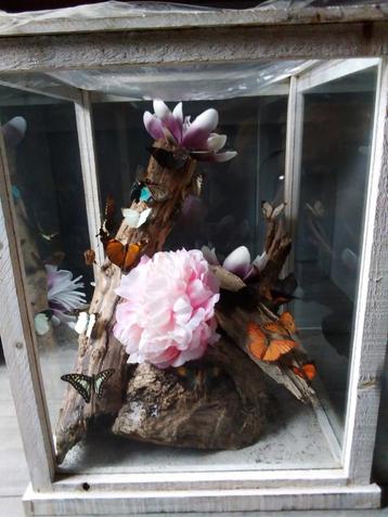 Vitrine met opgezette vlinders - 50x50x50cm beschikbaar voor biedingen