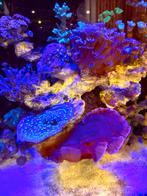 Mooi breed stuk rode montipora. 15 cm, Dieren en Toebehoren, Vissen | Aquaria en Toebehoren, Ophalen