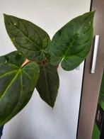 Anthurium Andean Moon (Besseae aff x debile), Ophalen of Verzenden, Vaste plant, Overige soorten, Halfschaduw