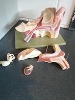 XL ANATOMISCH MODEL JAREN 70 OOR SOMSO TOPSTAAT 32X19X18 CM, Ophalen of Verzenden