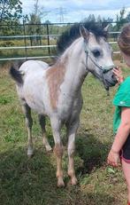 Hengst veulen, Dieren en Toebehoren, Pony's, Niet van toepassing, 0 tot 2 jaar, Hengst, B pony (1.17m tot 1.27m)