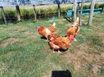Gratis drie kippen, Dieren en Toebehoren, Pluimvee, Vrouwelijk, Kip