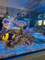 Centropyge Bicolor- Blauwgele Dwergkeizersvis, Dieren en Toebehoren, Vissen | Aquariumvissen, Vis, Zoutwatervis