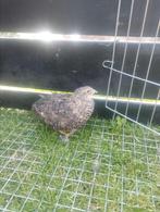 Kwartel man wild kleur, Dieren en Toebehoren, Pluimvee, Mannelijk, Overige soorten