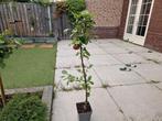 Appel zuilfruitboom, Ophalen of Verzenden