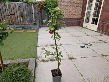 Appel zuilfruitboom beschikbaar voor biedingen