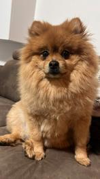 Bear Face Pomeriaan reu – 3 jaar – lief & aanhankelijk, Parvo, Reu, Eén hond, 3 tot 5 jaar