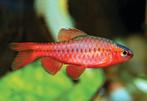 Cherry barbeel - Leuke scholenvis voor het tropisch aquarium, Vis, Zoetwatervis, Schoolvis