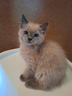 Prachtige Ragdoll kittens te koop., Dieren en Toebehoren, Katten en Kittens | Raskatten | Langhaar, Meerdere dieren, Ontwormd