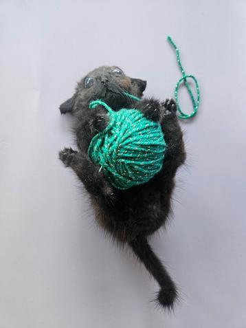 Geprepareerd Katje met Wol - Uniek Decoratieobject beschikbaar voor biedingen