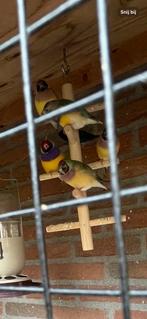 Koppel gouldamadines, Dieren en Toebehoren, Vogels | Overige Vogels, Meerdere dieren, Tropenvogel