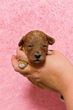 Boomer Maltipoo Toy Poedel pups, Overige rassen, CDV (hondenziekte), 8 tot 15 weken, Meerdere