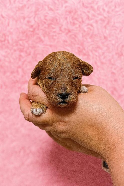 Boomer Maltipoo Toy Poedel pups, Dieren en Toebehoren, Honden | Chihuahua's en Gezelschapshonden, Meerdere dieren, Overige rassen