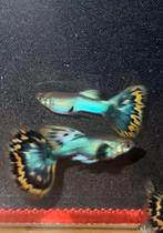 Blue Japan Guppy 100% Raszuiver Guppen, Dieren en Toebehoren, Zoetwatervis, Schoolvis, Vis