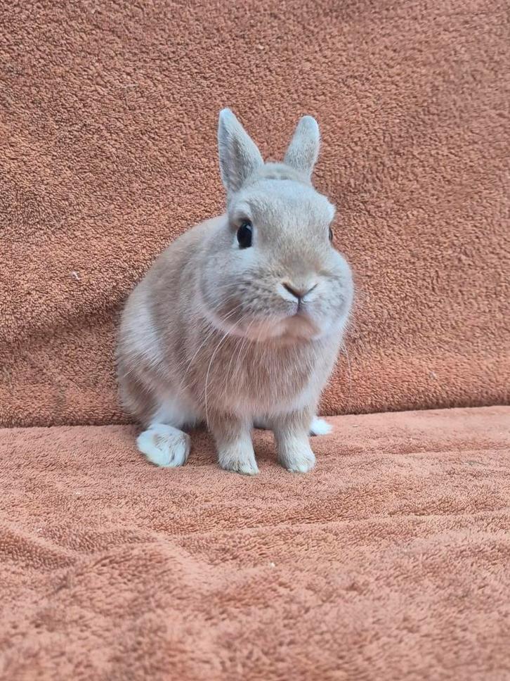 Gecastreerd kleurdwerg rammetje oranje klein mini lief, Dieren en Toebehoren, Konijnen, Dwerg, Mannelijk, 0 tot 2 jaar