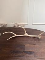 Prachtig Gewei - afwerpstang - 65cm - nr.1, Ophalen of Verzenden, Zo goed als nieuw