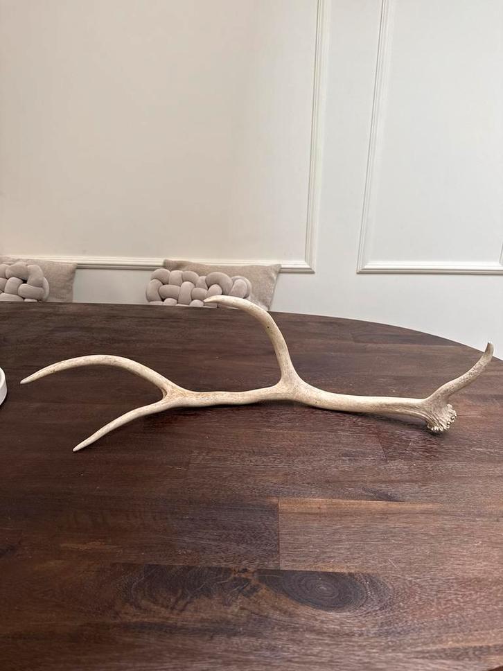 Prachtig Gewei - afwerpstang - 65cm - nr.1, Huis en Inrichting, Woonaccessoires | Wanddecoraties, Zo goed als nieuw, Ophalen of Verzenden