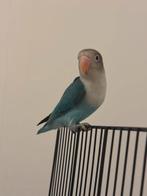 Agapornis, Geslacht onbekend, Dwergpapegaai of Agapornis, Tam