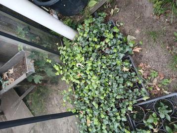 Hedera  beschikbaar voor biedingen