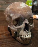 Schedel mens mensenschedel voor educatieve doeleinden, Verzamelen, Ophalen of Verzenden, Zo goed als nieuw, X, X