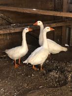 Jonge ganzen, Dieren en Toebehoren, Pluimvee, Meerdere dieren, Gans of Zwaan