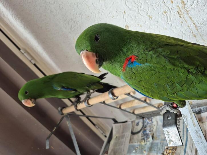 Edelpapagaai (en) Handtam, Dieren en Toebehoren, Vogels | Parkieten en Papegaaien, Papegaai, Meerdere dieren