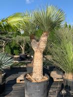 Yucca Rostrata Mexicaanse Palmlelie, Volle zon, Vaste plant, Zomer, Ophalen
