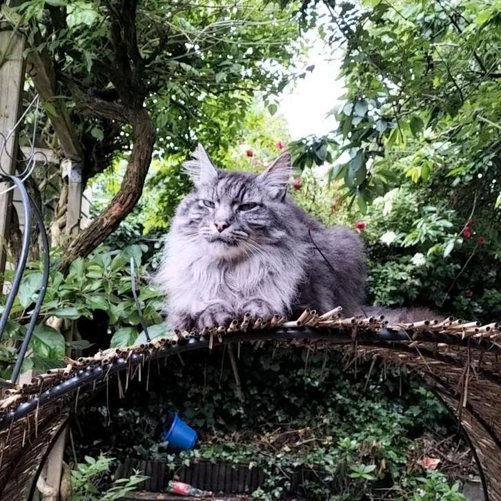 Lieve kat toby ong 11 jaar, Dieren en Toebehoren, Katten en Kittens | Raskatten | Langhaar, Kater, 6 jaar of ouder, Gechipt, Ontwormd