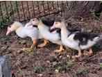 Te koop 3 Kuikens Muskuseend, Dieren en Toebehoren, Pluimvee, Meerdere dieren, Eend