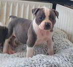 Supermooie Amerikaanse bulldog pups met stamboom, Nederland, CDV (hondenziekte), 8 tot 15 weken, Bulldog