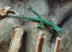 Anolis roquet summus Morne Rouge (koppel) Houten 1 juni