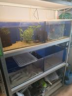 Kweekstelling, Dieren en Toebehoren, Vissen | Aquaria en Toebehoren, Ophalen, Zo goed als nieuw