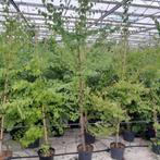 Koekjesbomen/katsuraboom |  Cercidiphyllum japonicum, Ophalen, Volle zon, Overige soorten