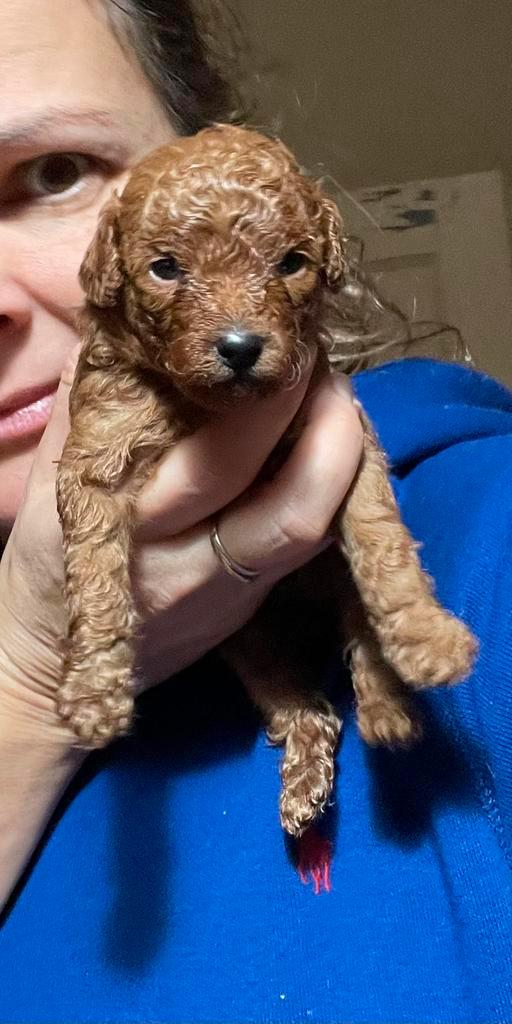 Toy poedel pup, Dieren en Toebehoren, Honden | Chihuahua's en Gezelschapshonden, Reu, Poedel, Fokker | Hobbymatig, Eén hond, Nederland