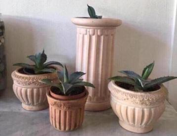 Bio Blauw Agave Americana in de pot zon warmte gezond beschikbaar voor biedingen