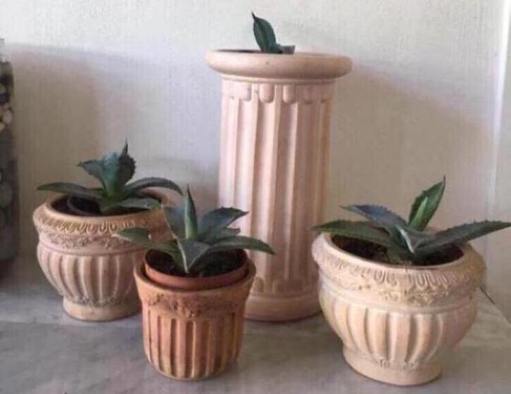 Bio Blauw Agave Americana in de pot zon warmte gezond, Huis en Inrichting, Kamerplanten, Cactus, Minder dan 100 cm, Bloeiende kamerplant