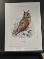Ransuil - Buzin - prent kunst afmeting 18 x 24 cm, Verzamelen, Verzenden, 1980 tot heden, Zo goed als nieuw, Prent